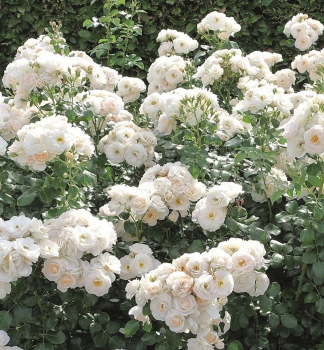 Ruža mnohokvetá ´MARTIN LUTHER ROSE®´ ** Tantau, ADR, kont. 6 l
