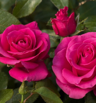 Ruža mnohokvetá ´LOVE LETTER´ ** Tantau, kont. 6 l