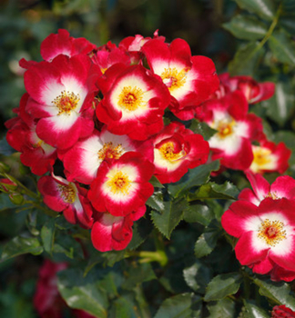 Ruža mnohokvetá ´LOKI®´ ** Tantau, kont. 6 l