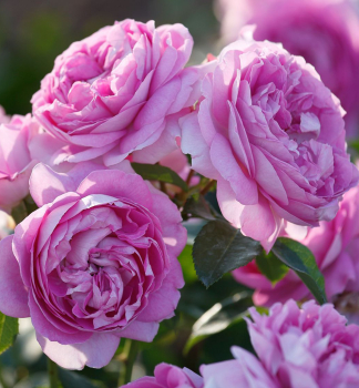Ruža mnohokvetá ´LILAC TOPAZ®´ * Tantau, kont. 6 l