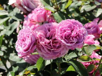 Obr�zok (2)