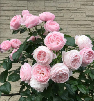 Ruža mnohokvetá ´HANS GÖNEWEIN ROSE®´ *** Tantau, kont. 6 l