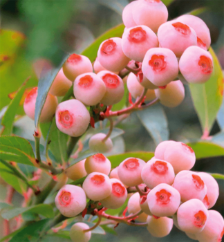 uoriedka kanadsk PINK BONBON 30-40 cm, kont. 2,5 l