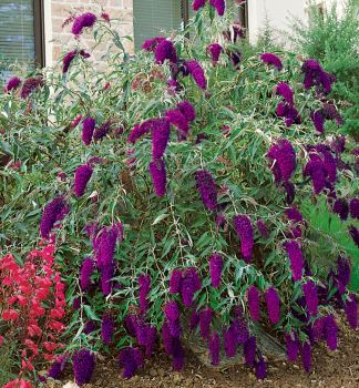 Budleja Dvidova NANHO PURPLE 20-30 cm, kont. 1,4 l