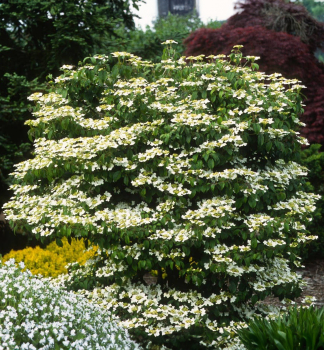 Kalina japonsk� �SUMMER SNOWFLAKE� 30-40 cm, kont. 2,5 l