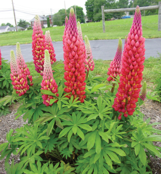 Lup�nia hybridn� �TEQUILA FLAME� kont. 1 l
