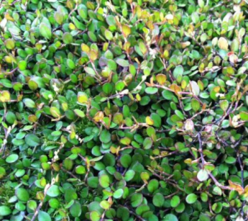 Obr�zok (1)