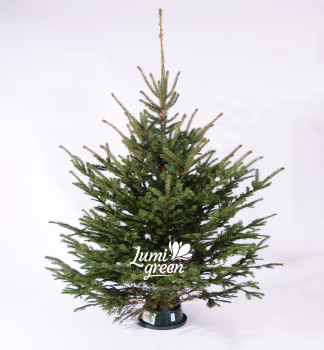 Vianočný modrý smrek 200-220 cm, rezaný