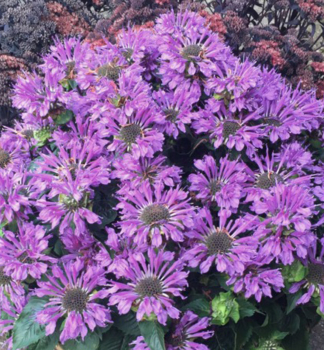 Monarda podvojn� �BEE�PRETTY�, kont. 0,5 l