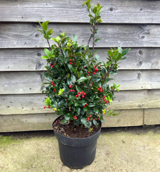 Cezm�na ostrolist� �BLUE MAID� 30-40 cm, kont. 1,5 l