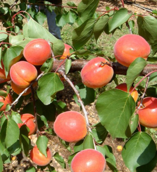Prunus armeniaca ´BERGERON´
