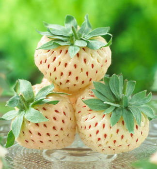 Jahoda anan�sov� �BIANCA� kont. 0,5 l