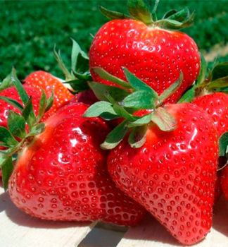 Jahoda anan�sov� �MALGA��, kont. 0,5 l