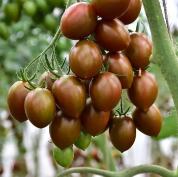 Raj�ina kol�kov� cherry �CRISPINO PLUM F1� kont. 0,5 l