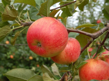 Jablo� �RUB�N�