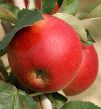 Jabloň ´JAMES GRIEVE RED´ podp. A2, voľnok.