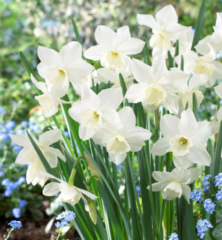Narcis mnohokvet� �TRESAMBLE� 5 ks v balen�