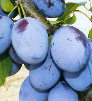 Slivka skor� ��A�ANSK� LEPOTICA� podp. 29C, 200-220 cm, vo�nok.