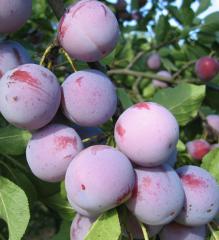 Ringlota stredne skor� �ALTHANOVA� podp. 29C, 200-220 cm, vo�nok.