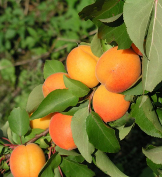 Prunus armeniaca ´MAĎARSKÁ´