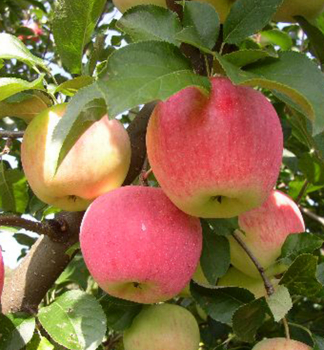 Zakrslá jabloň ´FLORINA´, 130-150 cm, kont. 11 l