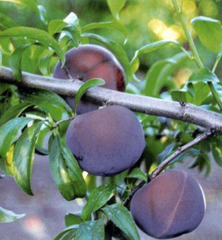 Japonsk� slivka �ANGELLENO� podp. myrobal�n, 130-150 cm, vo�nok.