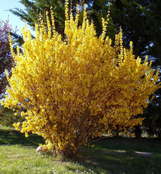 Zlatovka prostredn SPECTABILIS 60-70 cm, kont. 2,5 l