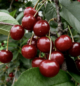 Vi��a ��RDI B�TERMִ podp. mahalebka, 120-130 cm, kont. 10 l