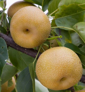 �zijsk� hru�ka �NASHI KUMOI�� podp. hru�ka plan�, 120-130 cm, kont. 10 l