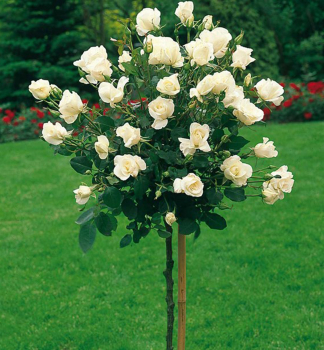 Ruža stromčeková ´LENIP´ na kmienku 100 cm, kont. 5 l