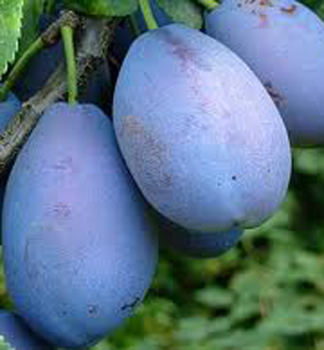 Slivka stredne skor� �STANLEY�, 160-180 cm, podp. myrobal�n, kont. 7,5 l