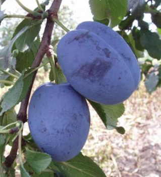 Slivka stredne skor� ��A�ANSK� NAJBOLJA� podp. 29C, 140-160 cm, kont. 5 l