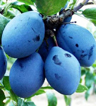 Slivka neskor� �VALJEVKA� podp. 29C, 180-200 cm, vo�nok.