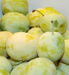 Ringlota stredne skor� �ZELEN� RINGLOTA� podp. myrobal�n, 180-200 cm, vo�nok.