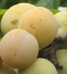 Ringlota neskor� �WAZONOVA RINGLOTA� podp. 29C, 150-170 cm, vo�nok.