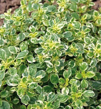 Oregano bielo pana�ovan� �PANTA�, kont. 1 l