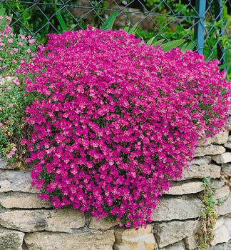 Tari�ka �ROCK ON PINK�, kont. 0,5 l