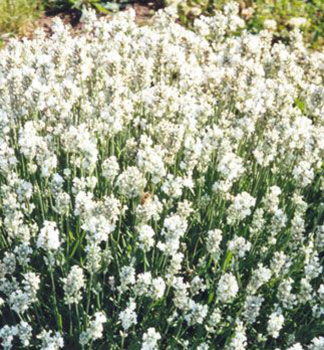 Levandu�a �zkolist� �EDELWEISS�, kont. 0,5 l