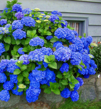 Hortenzia kalinolist EARLY BLUE 30-40 cm, kont. 4 l
