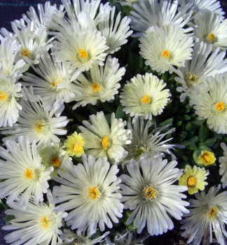 Delosperma �WHITE NUGGET� kont. 0,5 l