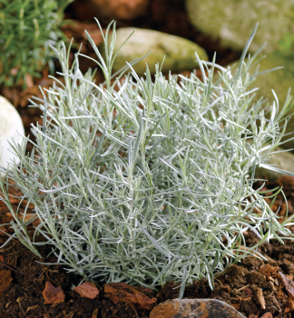 Kari korenie DWARF CURRY, kont. 0,5 l