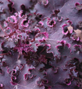 Heuchera hybridn PURPLE PETTICOATS, kont. 0,5 l