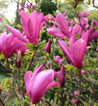 Magn�lia hybridn� �SUSAN� na kmienku 120 cm, kont. 15 l