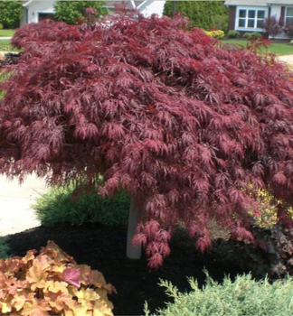 Javor dla�ovitolist� �CRIMSON QUEEN� 50-60 cm, kont. 2 l