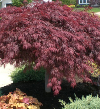 Javor dla�ovitolist� �CRIMSON QUEEN� 50-60 cm, kont. 2 l
