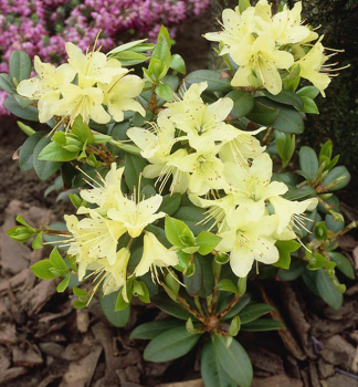 Rododendron trpasličí ´SHAMROCK´ 10-15 cm, kont. 2 l