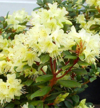 Rododendron hybridný ´PRINCESS ANNE´ 15-20 cm, kont. 2 l