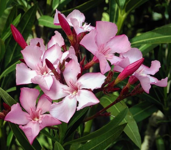 Oleander ru�ov�, 30-40 cm, kont. 1,5 l