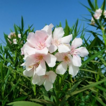 Oleander ružovobiely, 30-40 cm, kont. 1,5 l