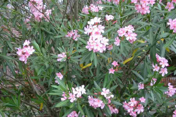Obr�zok (1)